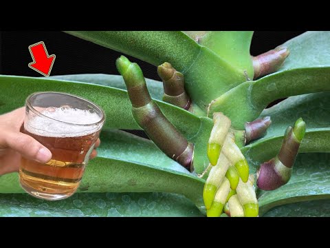 Видео: 1 чашка в неделю! Любая орхидея пустит множество корней и цветов!