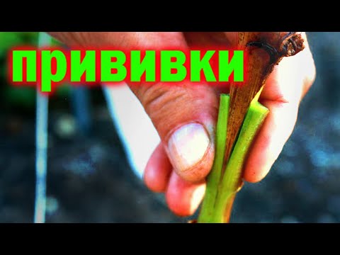 Видео: Прививка винограда - секреты и тонкости!