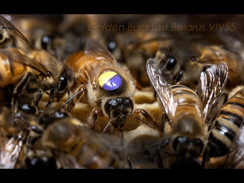 Видео: Пчелы Golden Buckfast уже во Франции. Golden Bee