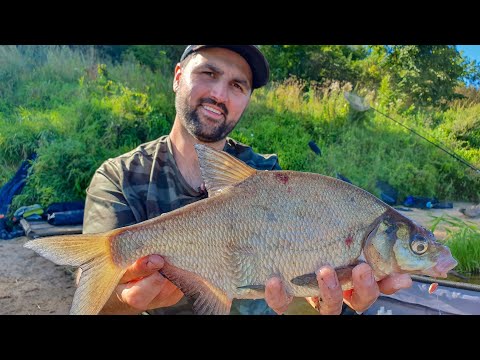 Видео: На что клюет лещ и подлещик? Секрет раскрыт! Больше 10 кг рыбы в садке! Рыбалка 2020