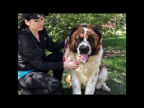 Видео: СЕНБЕРНАР. Породы Собак. Выбор Щенка. Мнение Владельца.