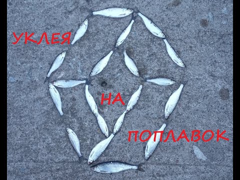 Видео: Успешная ловля уклейки на поплавок!!!