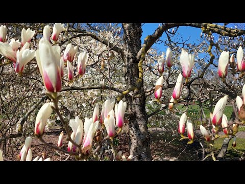 Видео: влог - прекрасный апрельский день