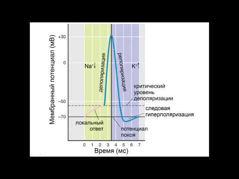 Видео: Электрические явления в возбудимых тканях