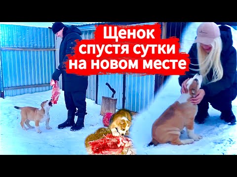 Видео: Щенок спустя первые сутки как мы его забрали! Щенок Алабая на продажу, цена 40000 тысяч рублей