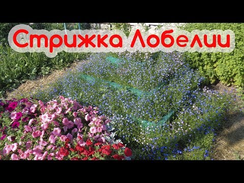 Видео: 🌿Стрижка лобелий. Для чего обрезать лобелию, когда обрезать лобелию