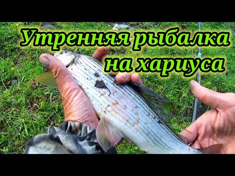 Видео: Утро , Рыбалка, Хариус 👆 Рыбалка на Реке Бия.