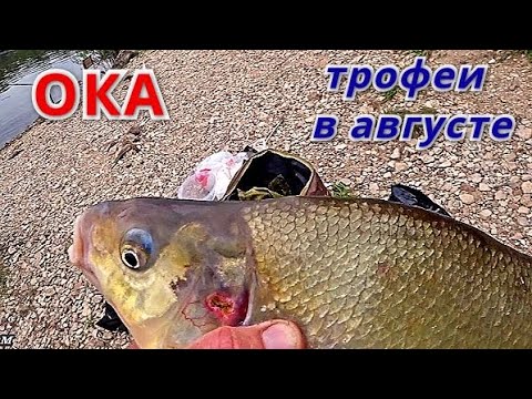 Видео: Нежданный ТРОФЕЙ. Рыбалка на ОКЕ в конце августа.