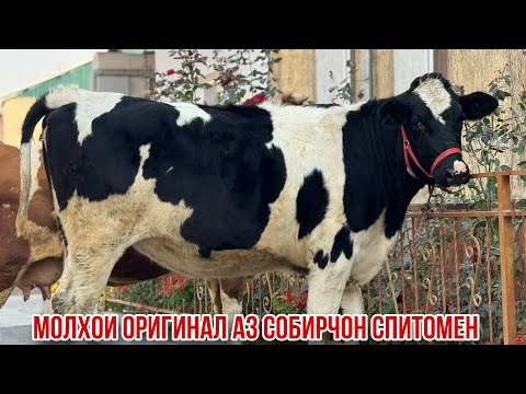 Видео: Гуночин моли бугуз Собирчон Спитомен 21 октября 2025 г.