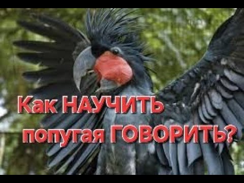 Видео: Как НАУЧИТЬ попугая ГОВOРИТЬ?
