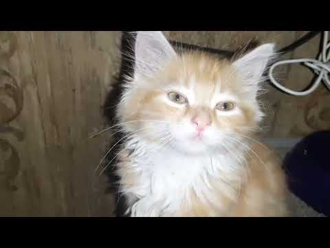 Видео: Сепа и сема  жевут веслятся