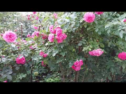 Видео: "Жду разьяснений" Или почему листья на розах коричневые.