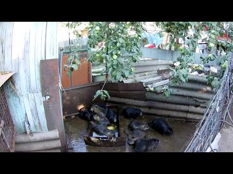 Видео: Когда подсадить самца нутрии к молодым самкам, проблемы  .