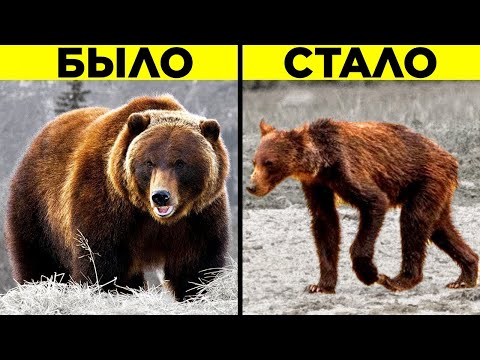 Видео: Животные, Которые Эволюционировали Из-за Людей