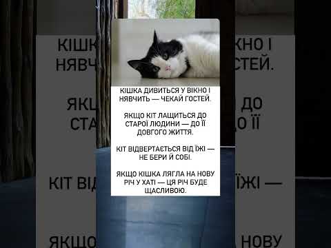 Видео: #котячіприкмети #здоровякота #бабусиніпоради #енергіядому #кішкатерапевт #кішказнає #домашніприкмети
