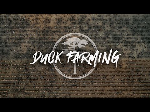 Видео: Утиное фермерство — вот как мы разводим уток!