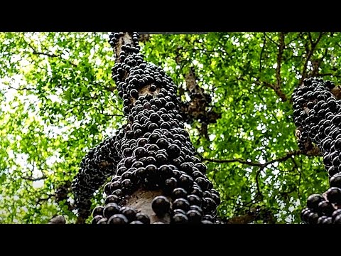 Видео: Виноградное дерево / Жаботикаба  | Как растёт это редкое растение