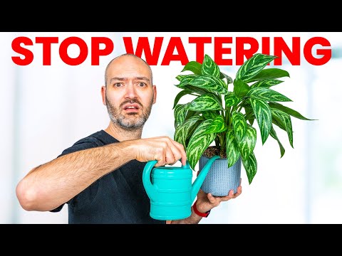 Видео: Если бы я только знала эти советы по уходу за растениями 5 лет назад