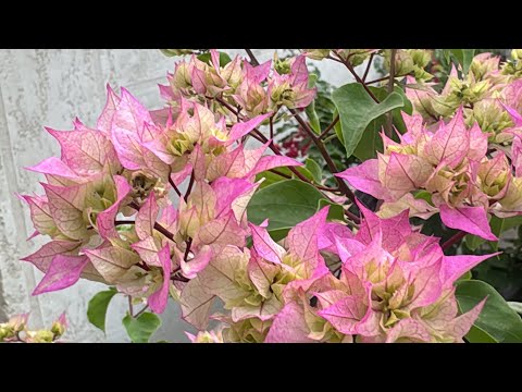 Видео: Бугенвеллия гүлін қырқу формаға келтіру 🌺🌺🌺🌺