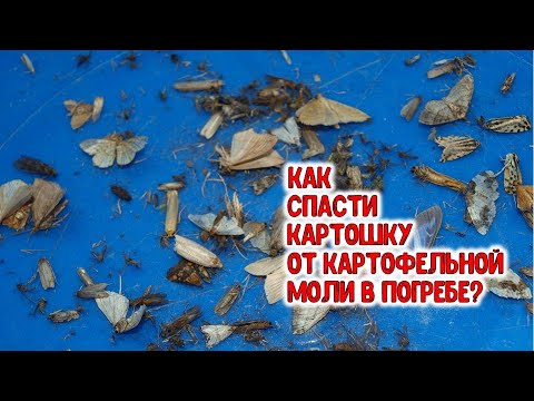 Видео: Как спасти картошку от картофельной моли в погребе? Легко и просто