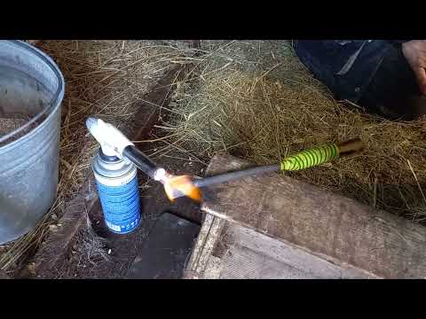 Видео: Обезроживание (прижигание рогов) термокаутером.