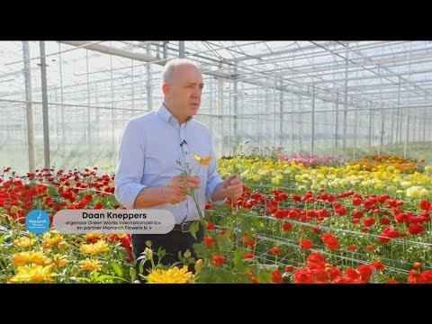 Видео: Уникальные сорта японских ранункулюсов от голландских садовников Monarch Flowers : секреты, советы.