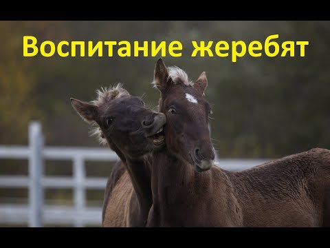 Видео: Жеребята и шесть "нельзя".