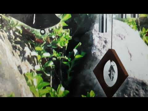 Видео: Дома и квартиры   (ФЭН-ШУЙ)