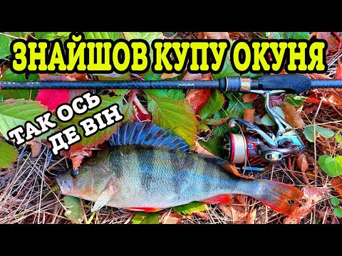 Видео: 🍁 ЯК ЗЛОВИТИ ОКУНЯ ВОСЕНИ 🍁