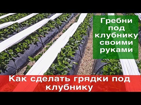 Видео: Как сделать грядки под клубнику (гребни под клубнику)