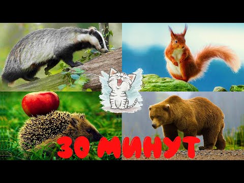 Видео: Дикие животные и их звуки для детей. Сборник