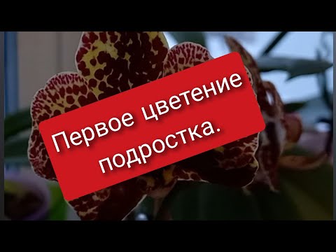 Видео: 11.01.2025 Прибавление в семействе кошачьих))) Первое цветение .