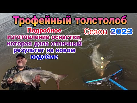 Видео: Трофейный толстолоб. Убойная донная оснастка, которая дала за сутки  37 поклевок на новом водоеме.