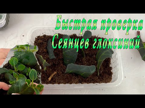 Видео: Глоксинии. Изумительный сеянец. Проверим быстро