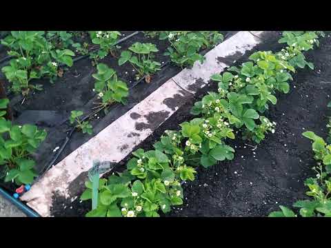 Видео: ЧТО ДЕЛАТЬ С УСАМИ  РАССКАЖУ, КОГДА ОБРЫВАТЬ, А КОГДА ОСТАВЛЯТЬ