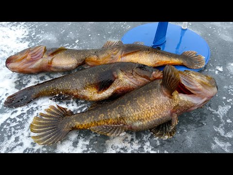 Видео: РОТАН ЗАЖИГАЕТ!!! ПОЛУКИЛОГРАММОВЫЕ ГИГАНТЫ КРУТЯТ КАТУШКУ ПОХЛЕЩЕ ЩУКИ!