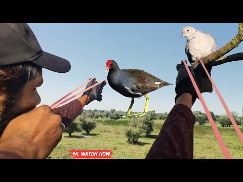 Видео: Эпическая охота с рогаткой на загородных прудах | Фотографии в формате 4K