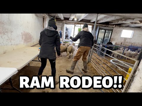 Видео: ОСЕННИЙ ФЕРМЕРСКИЙ ВИДЕОБЛОГ: РЕБЯТА Белинды присоединились к чату, чтобы предотвратить проблемы ...