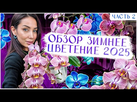 Видео: Обзор белоснежных каскадов! Белый пелор, трилипс, Ph.Bowling ball, Ph.Angel eyes, Ph. Bahia Blanca