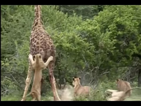 Видео: Львы убили жирафа