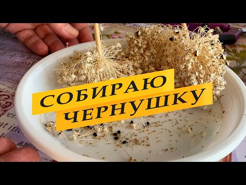 Видео: Сбор и хранение семян лука.