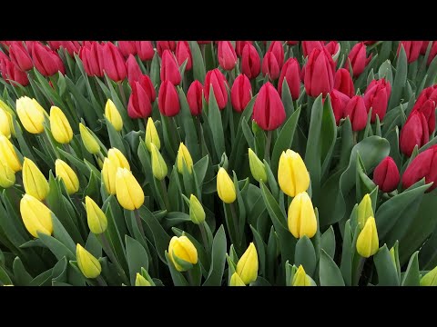 Видео: Тюльпаны зацветают полным ходом🌷