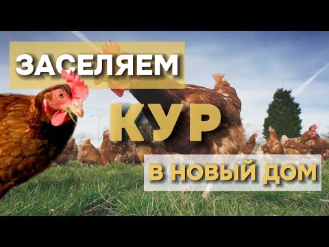Видео: Покупаем и заселяем КУР | Новая ЖИЗНЬ в курятнике!