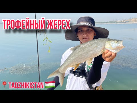 Видео: КАЙРАККУМ РЫБАЛКА НА ЖЕРЕХА/ ЖЕРЕХ ОВИ КАЙРАККУМДА/ ТАДЖИКИСТАН