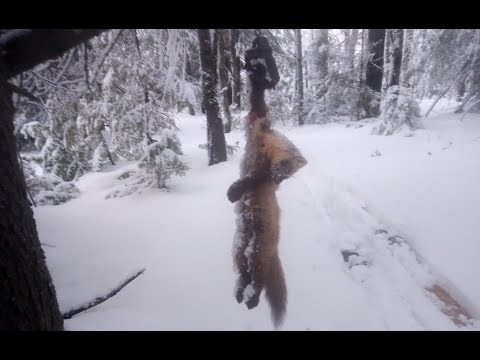 Видео: Промысловая охота на куницу! Четыре куницы на одном путике...