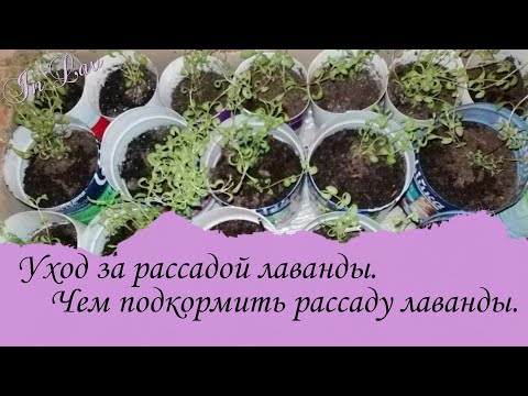 Видео: Уход за рассадой лаванды. Чем подкормить рассаду лаванды