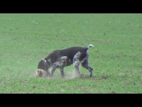 Видео: Охота на сурка байбака, дратхаар против сурка, июнь 2020.