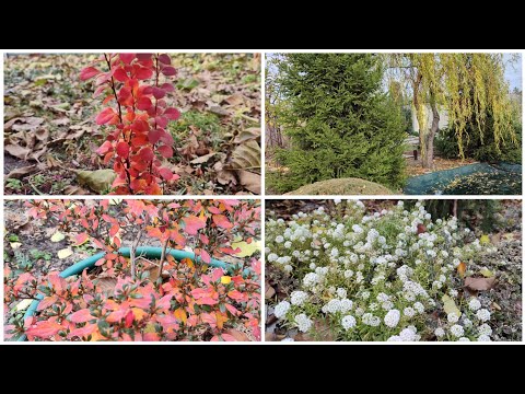 Видео: Обрізали ялівець,ваші поради прискорили цю подію!І багато іншої роботи зробили😉🍁🍂