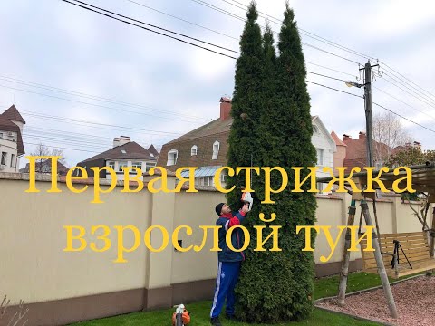 Видео: Первая стрижка взрослой туи