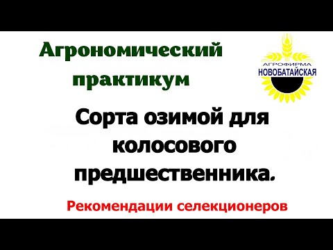 Видео: Сорта озимой по колосовому предшественнику.